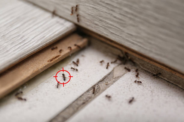 Best Ant Control Services  in Matta, WA