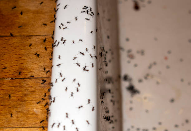 Best Mosquito Control Services  in Matta, WA